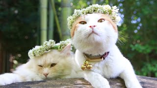 やせねこ あんず のせ猫 250727 - YouTube