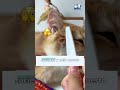 Cómo quitar pulgas de gato #gatos #pets #gatitos #miaumiau #pulgas