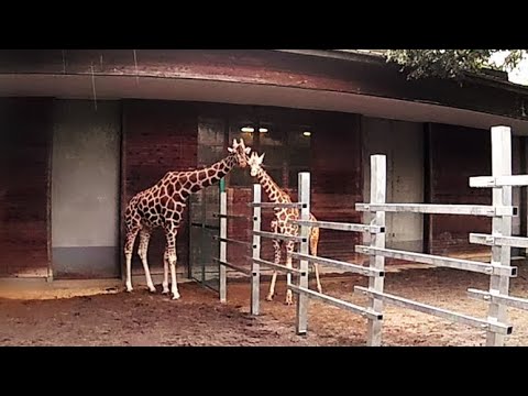 コタロウとルリカ キリン 桐生が岡動物園 Youtube