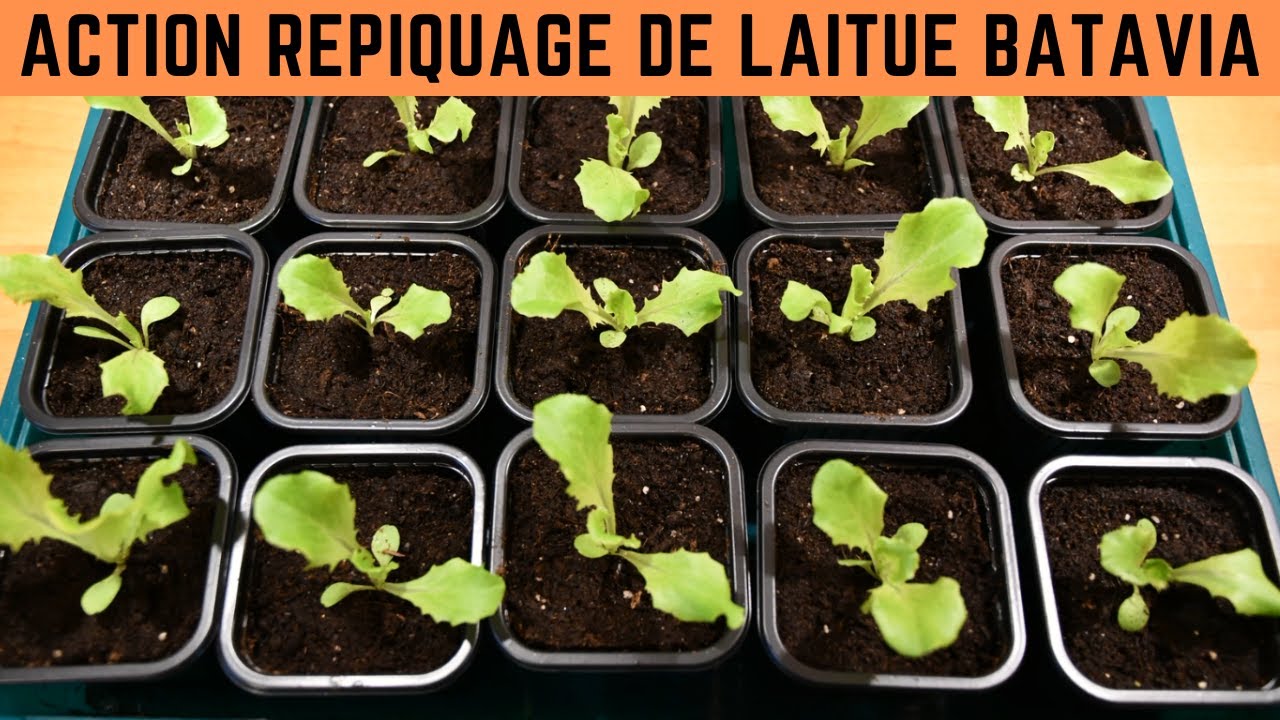 Episode 1 : repiquage après la levée des semis de salade laitue batavia à bord rouge février 2023
