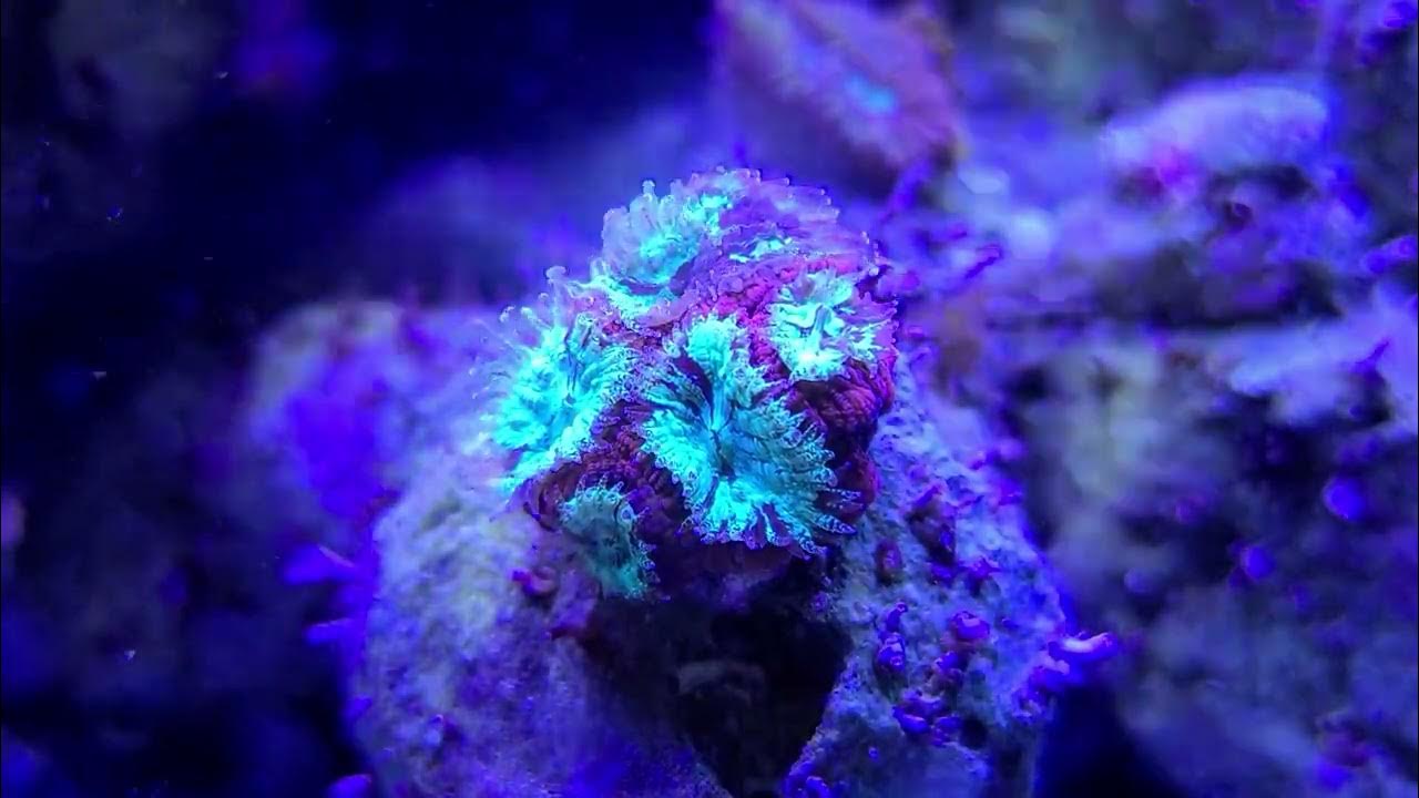 Feeding Favia reef roids. YouTube
