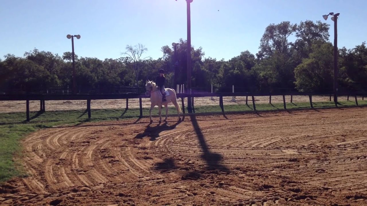 My New Horse: Destiny