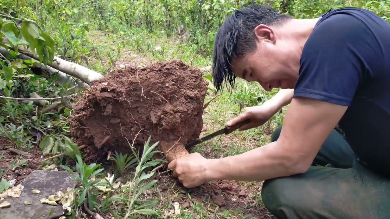 Hành trình khai thác cây duối dáng trực đẹp P1 #Caycanhnhavuon