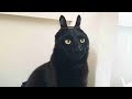 ARE you TOUGH enough to STAY SERIOUS? - Funny CAT compilation