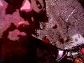 Freakscene - Dinosaur Jr.