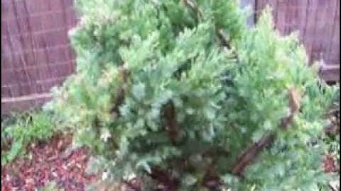 San Jose Juniper Bonsai Starter part 1