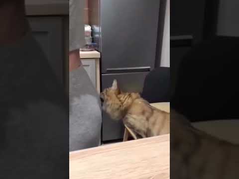 Любой М на месте этого кота поступил бы так же🥰🔥😍👀😁💥 #nature #wildlife #wow #funny #приколы