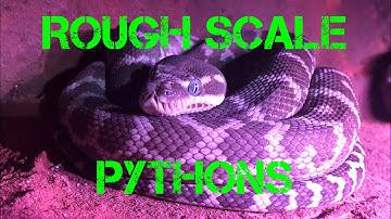 Python Profiles - Meet my Rough Scale Pythons / Morelia carinata