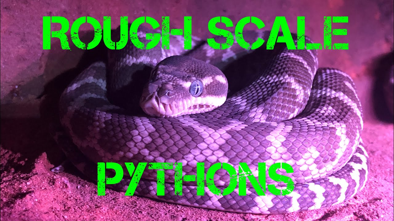 Python Profiles - Meet my Rough Scale Pythons / Morelia carinata - YouTube