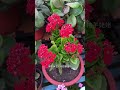 Baichongqing Insecticide: Your Ultimate Bug Control Solution