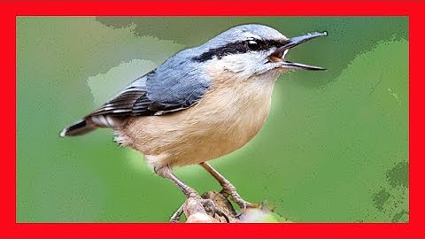 Boomklever Zingen - Sitta Europaea