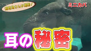 ミニカバ 水中で見せた意外な耳の動きがスゴすぎた!