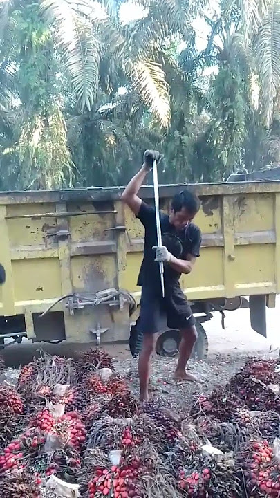 palm oil loading duet using dodos #trending #palm #yundrichaniago #automobile #fruit #harvesting