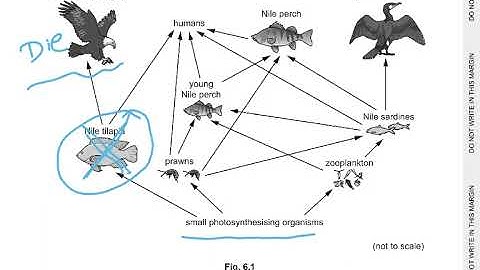 5090/NOV24/21 Q6 Q7 EXPLAINED