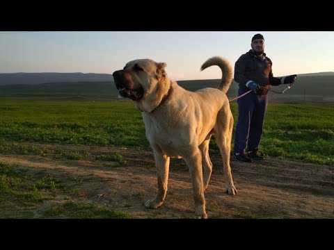 РЭМБО - которому откусили ПАЛЕЦ!