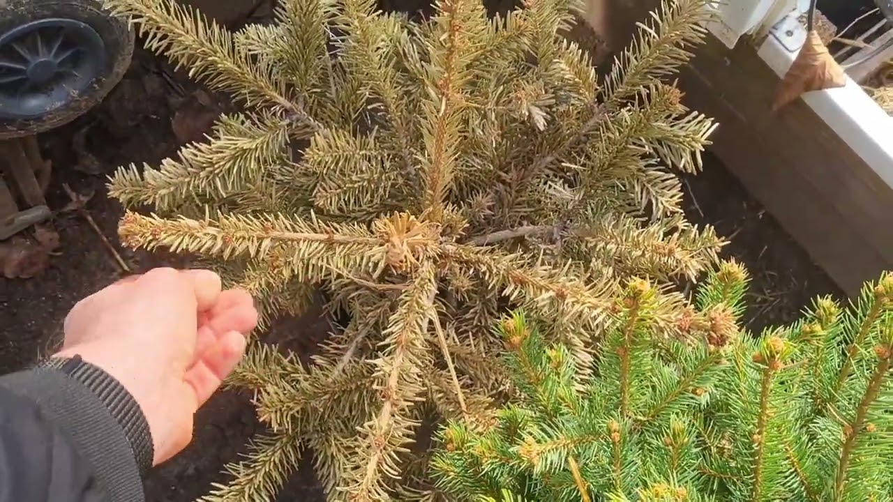 Ogród po zimie, rechabilitacja ogrodowa...