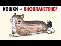 Лютые приколы . БОЛЬШОЙ СЕКРЕТ КОШЕК. Угарные мемы