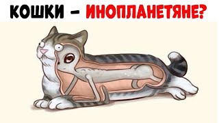 Лютые приколы . БОЛЬШОЙ СЕКРЕТ КОШЕК. Угарные мемы