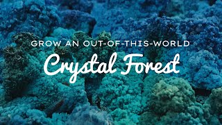 The Secret to Growing Amazing DIY Crystal Forest Using Charcoal Overnight Results