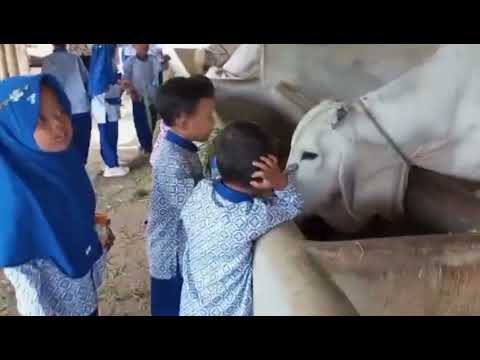 Sapi Paud Kegiatan pembelajaran paud mutaalimin berkunjung ke kandang sapi - YouTube