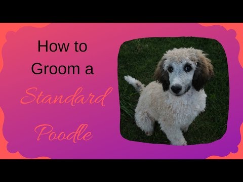 How to Manage Shedding and Keep Your Home Clean with Pom Poodle Mixes ...