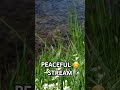 Relaxing Stream Sounds 🌿 Instant Calm in Seconds
