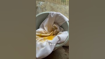 Ada yang tau buah apa ini? #shorts