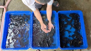 Cá betta, cá bảy màu, các dòng cá chép dịp Tết 