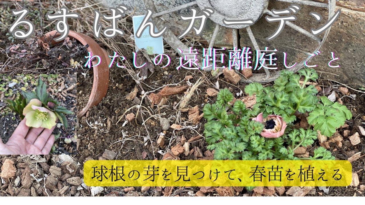 父と母の庭に春苗を植えます。春に向かって動き出し庭にチカラをもらいます/実家の庭/遠距離庭しごと/球根の芽
