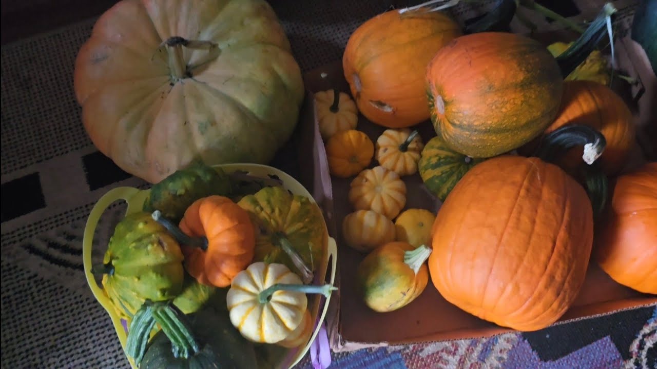 كل هذا اليقطين من مزروعاتي واسوي اكل للدجاج يقوي مناعتهم يحميهم من البرد ومرق اليقطين العسليه الذيذه