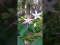 test video #nature #flowers