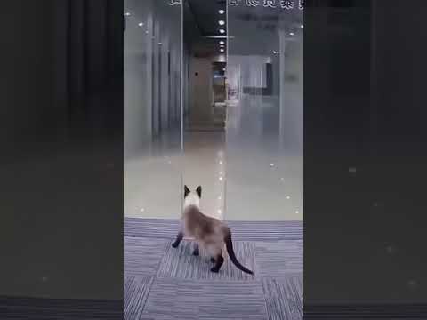 الاسانسير قفل الباب على رأس القط