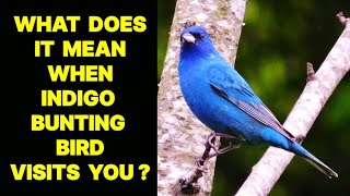 WHAT DOES IT MEAN WHEN AN INDIGO BUNTING BIRD VISITS YOU ?