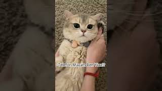 Kedi Videoları#37