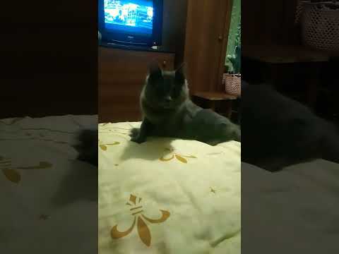 Ось так мій кіт відреагував на цей звук