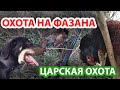 ОХОТА НА ФАЗАНА ИЛИ ЦАРСКАЯ ОХОТА