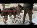 犬は人の背後を狙って腕やお尻を狙って噛み付く事が多いです wolfdog bite