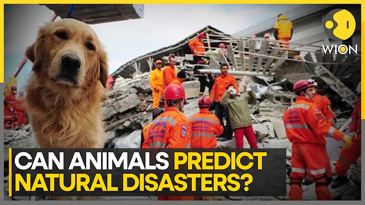 Animal's Behaviour Under Study For Early Warning Systems Of Natural Disasters | World News | WION