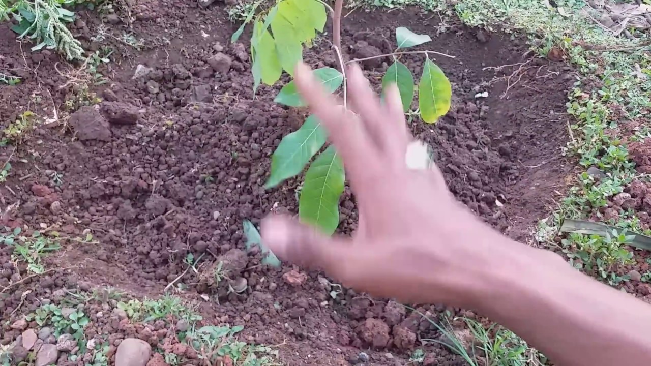 Cara menanam kelengkeng  yang benar