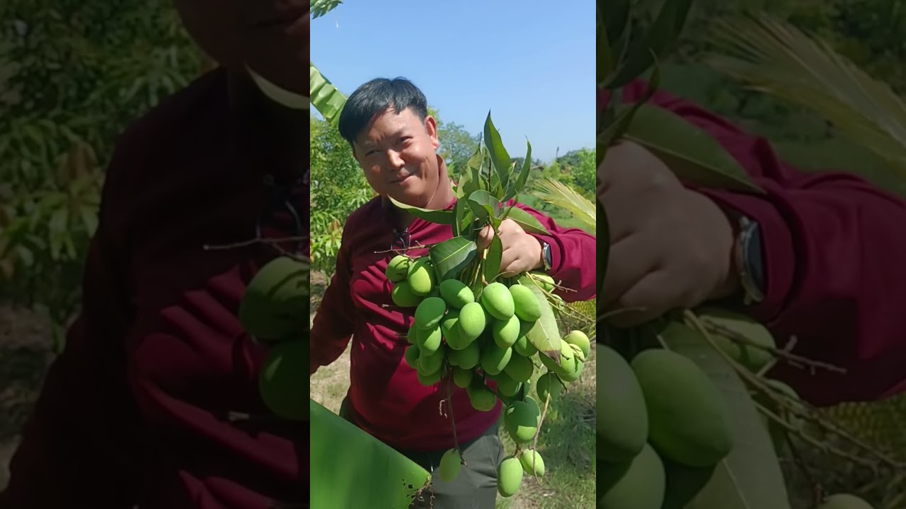 เข้าสวนเก็บผลผลิตไปแบ่งปันเพื่อนๆ ที่ กทม. ค่ะ