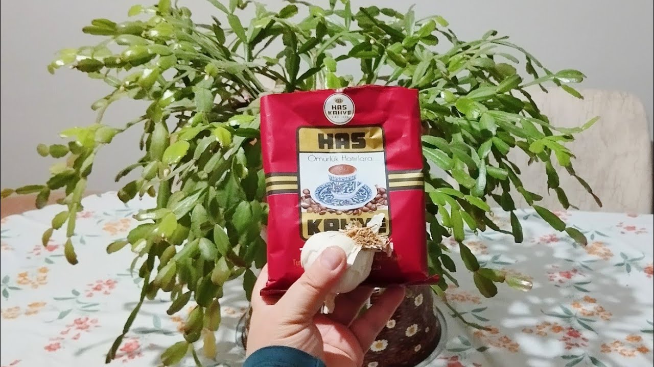 Yılbaşı çiçeği 6 Yıldır Açmayan Çiçeğim Ful Tomurcukta