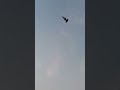 sk Firoz #attitude #pigeon #youtubeshorts