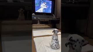 An adorable puppy Dalmatian watching Disney&#39;s 101 Dalmatians #disney #dogs