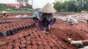 Trời mát cô bác công nhân đóng bầu vụ Bồ kết mới 