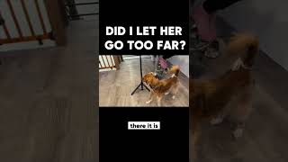 Did I let her go too far? by Zak George’s Dog Training Revolution 13,293 views 4 months ago 1 minute, 1 second