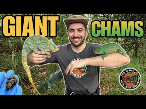 GIANT CHAMELEONS FOUND