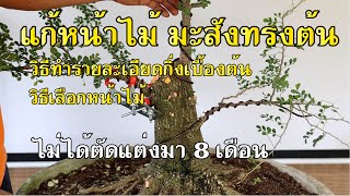 Bonsai Station [Workshop Station] EP.67 แก้หน้าไม้ บอนไซมะสังทรงต้น