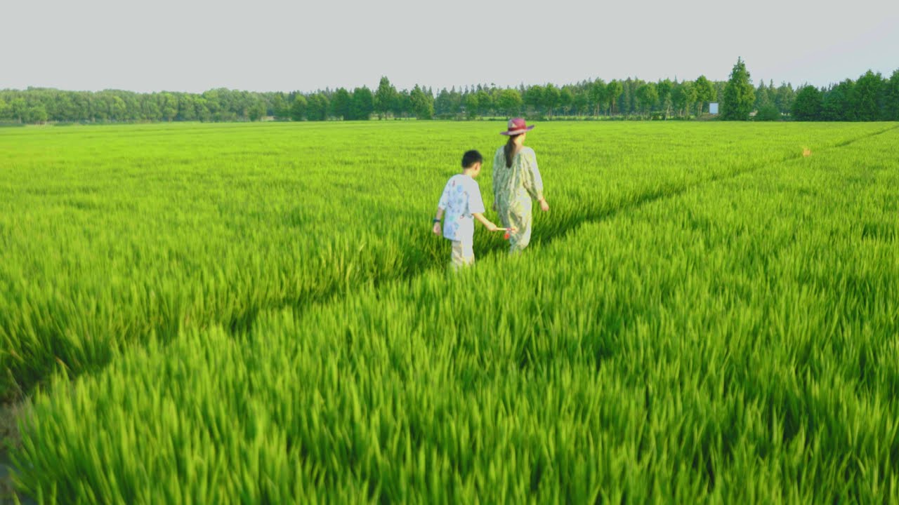 Live Off Rice Recording The Life Of Rice In One Year| 3 of My Favorite Rice Dishes ...