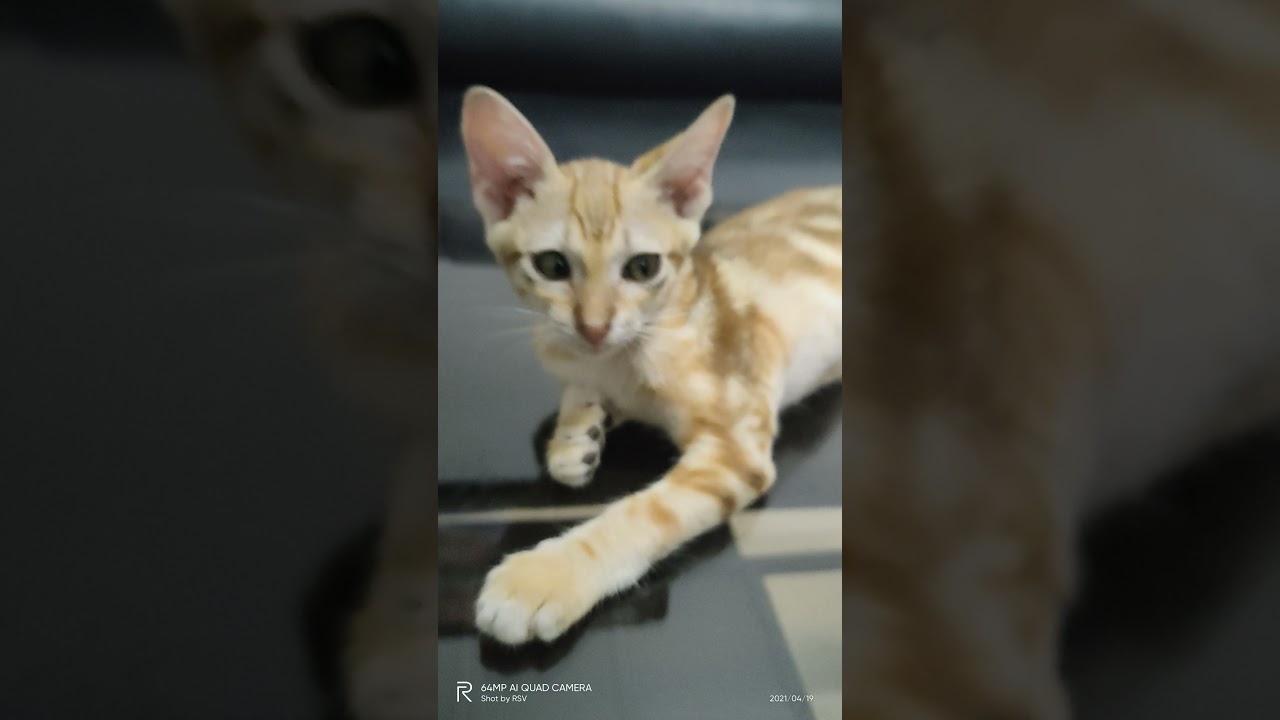 Baby Phoggz (19-Apr-2021)