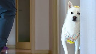 Korean Jindo Dog With wearing Hanbok.